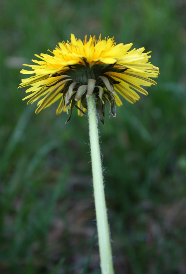 Изображение особи Taraxacum officinale.