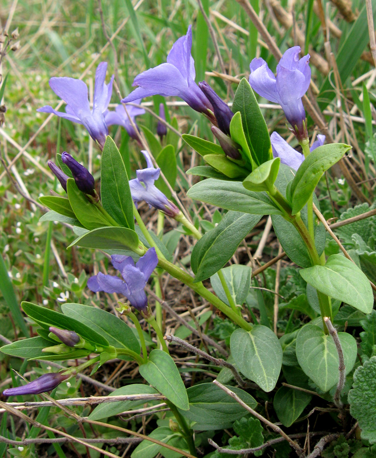 Image of Vinca herbacea specimen.