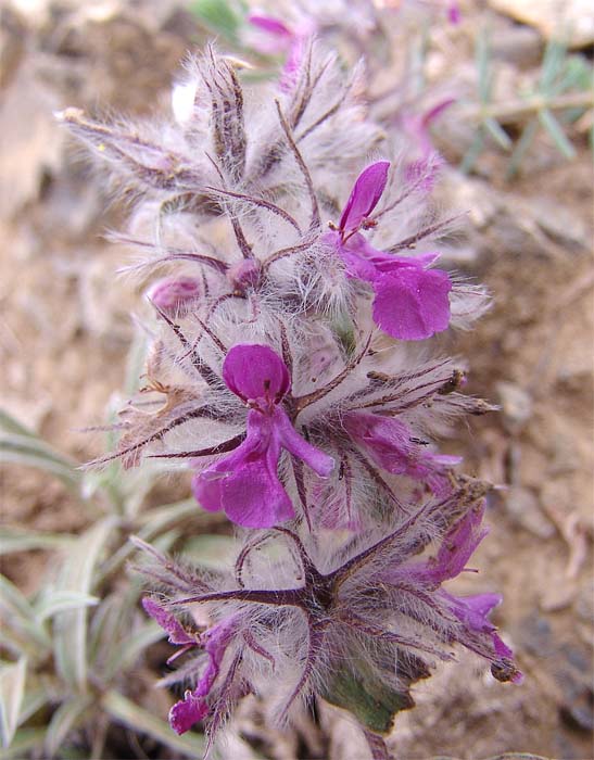 Image of Stachys lavandulifolia specimen.