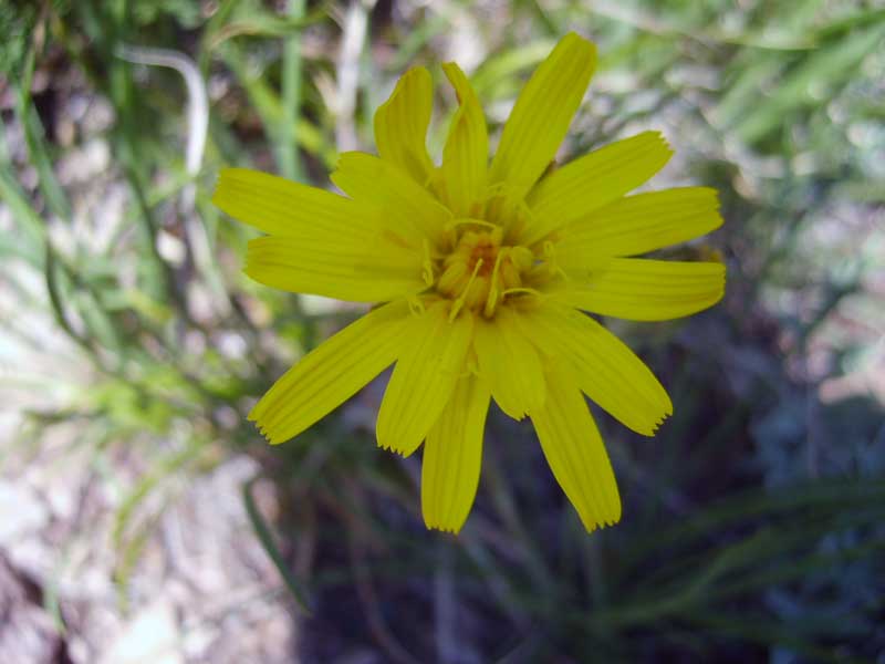 Image of Scorzonera radiata specimen.