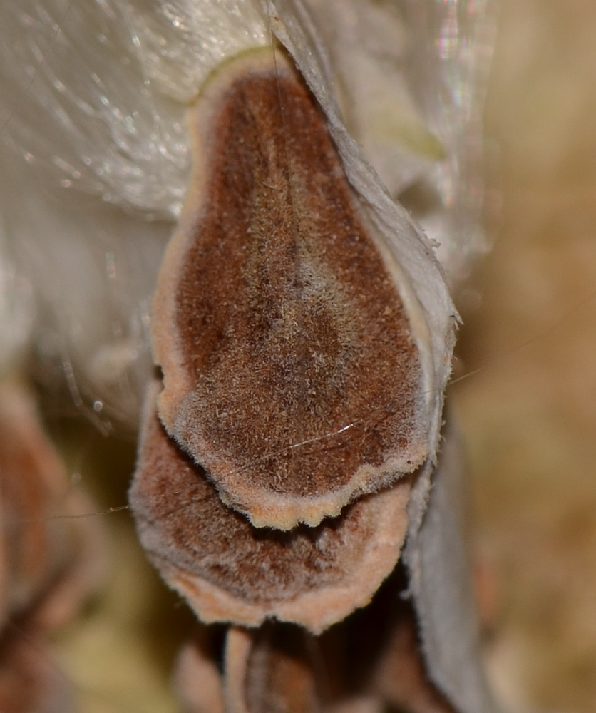 Image of Pergularia tomentosa specimen.