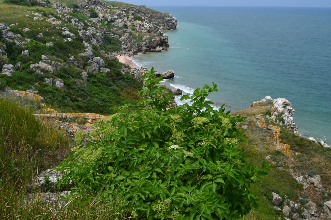 Image of Sambucus nigra specimen.