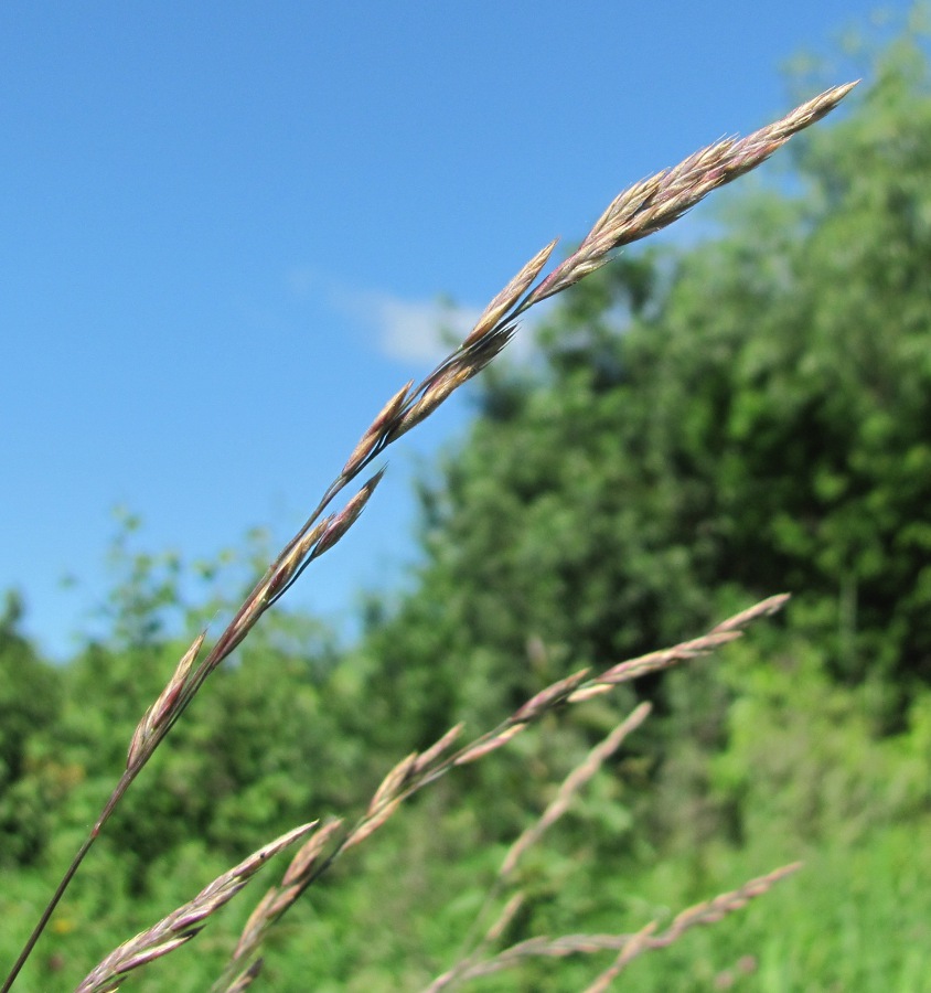 Изображение особи Festuca rubra.