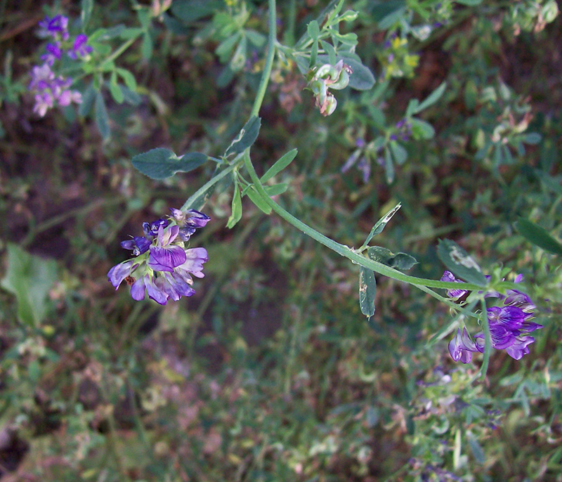 Изображение особи Medicago sativa.