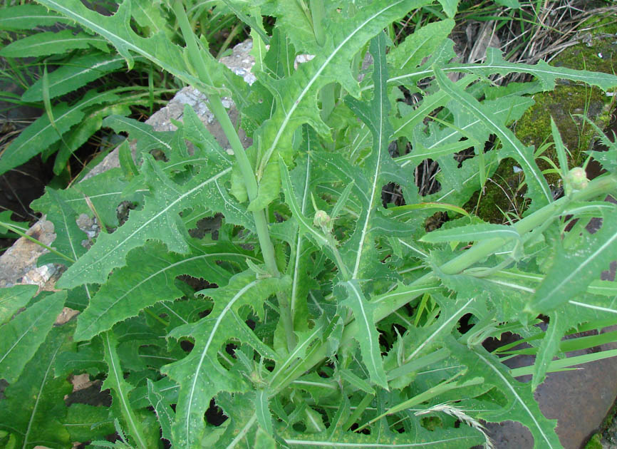 Image of Sonchus arvensis ssp. uliginosus specimen.