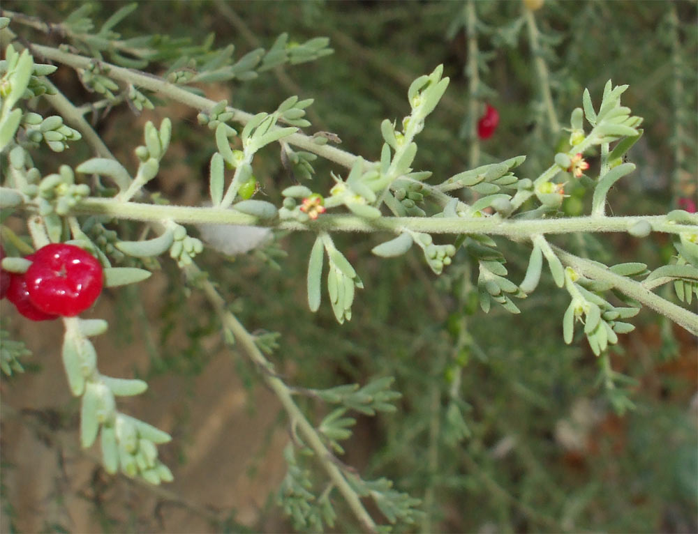 Изображение особи Enchylaena tomentosa.