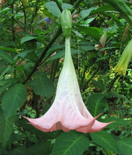 Image of Brugmansia suaveolens specimen.