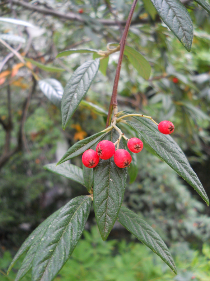 Image of Cotoneaster salicifolius specimen.