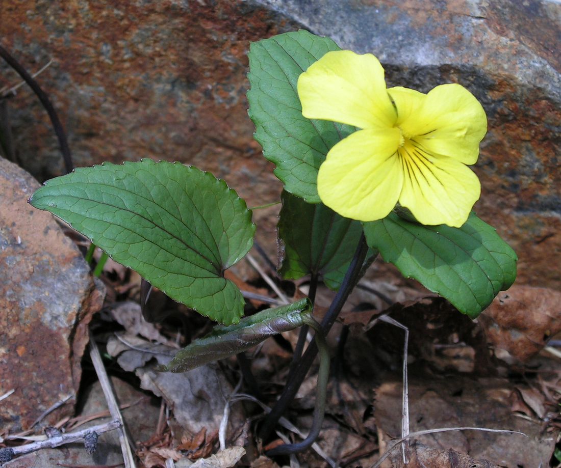 Изображение особи Viola orientalis.