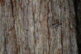 Sequoia sempervirens. Часть ствола взрослого дерева. Германия, г. Krefeld, ботанический сад. 16.09.2012.