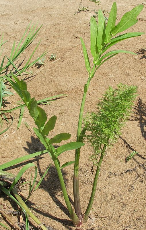 Image of Sium latifolium specimen.