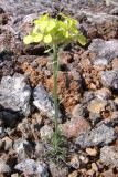 Erysimum cuspidatum. Цветущее растение. Крым, окр. Севастополя. 4 мая 2009 г.