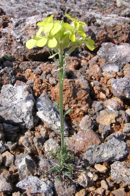 Image of Erysimum cuspidatum specimen.