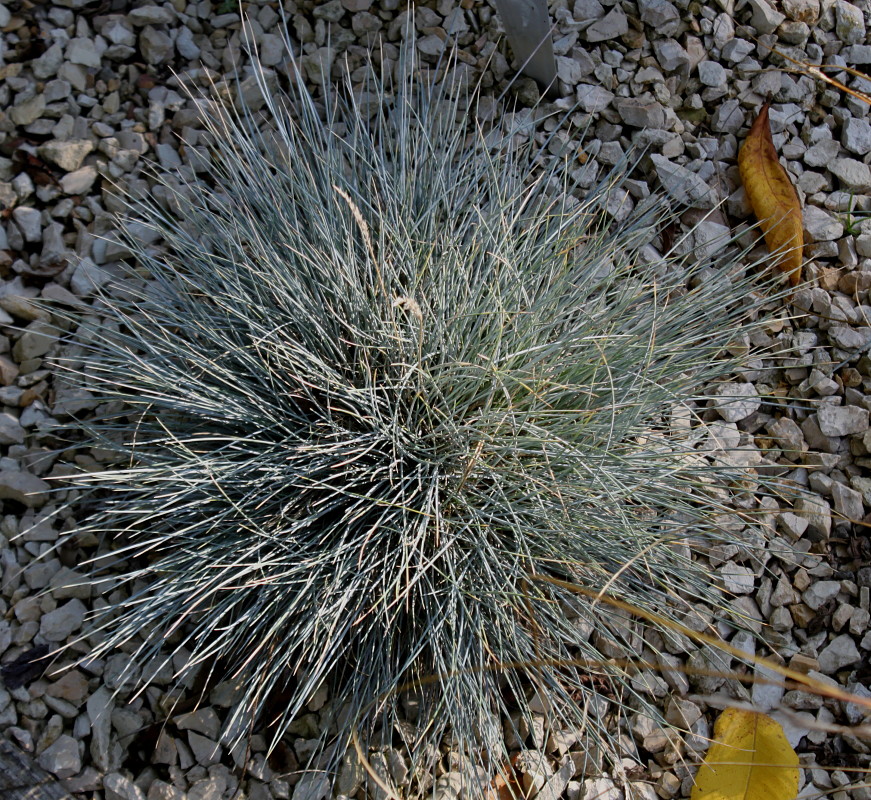 Изображение особи Festuca arvernensis.