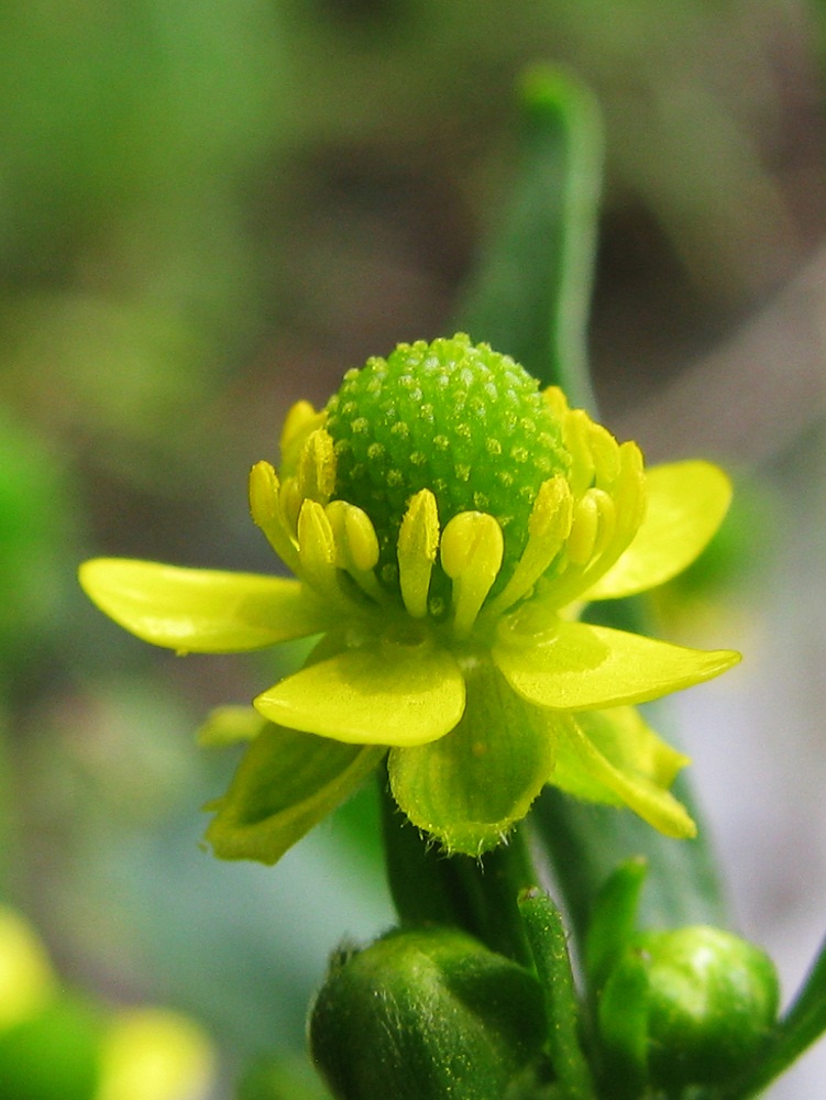 Изображение особи Ranunculus sceleratus.