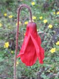 Meconopsis punicea