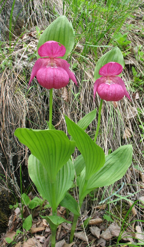 Image of Cypripedium macranthos specimen.