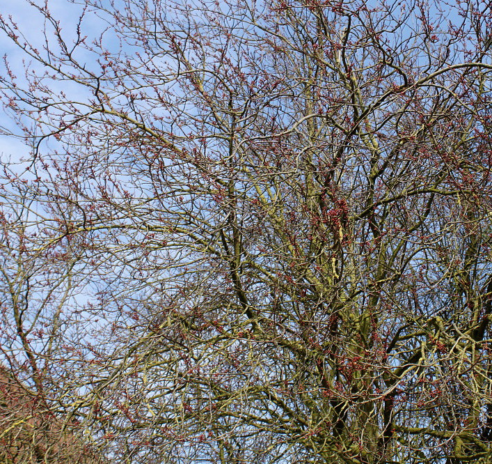 Image of Prunus cerasifera specimen.