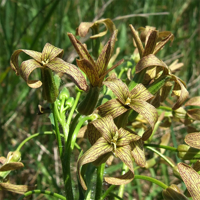 Изображение особи Hesperis tristis.