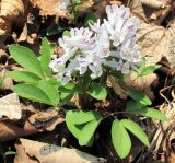 Corydalis repens