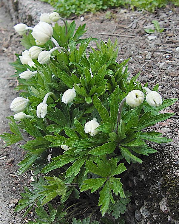 Image of Anemone sylvestris specimen.