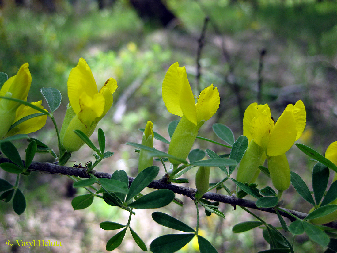 Image of Chamaecytisus ruthenicus specimen.