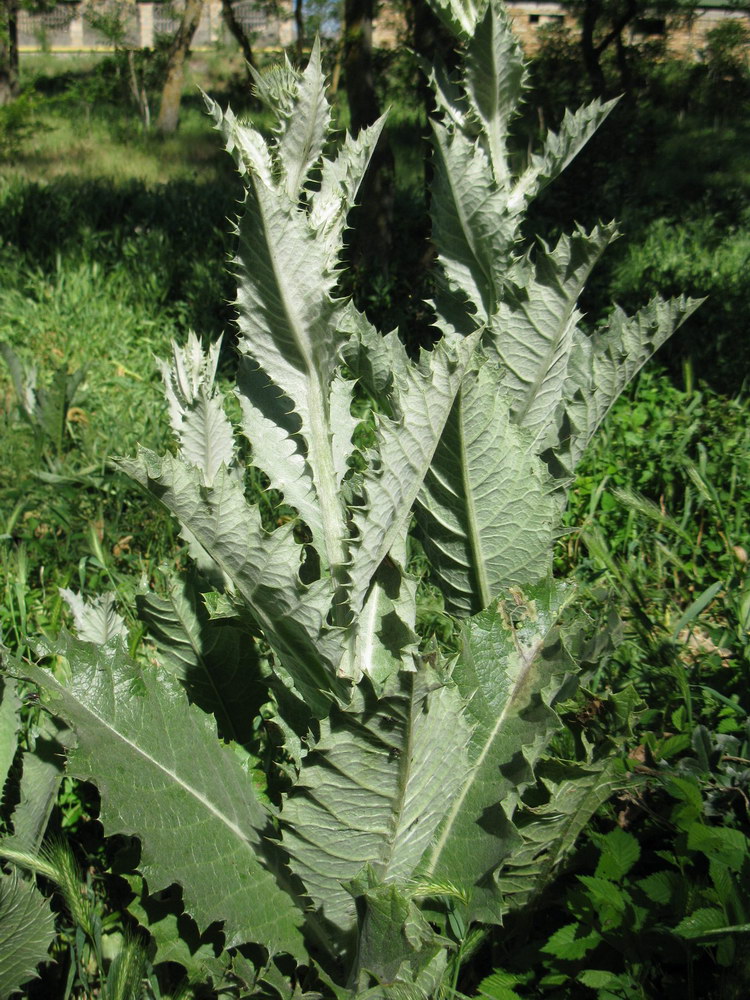 Image of Onopordum acanthium specimen.