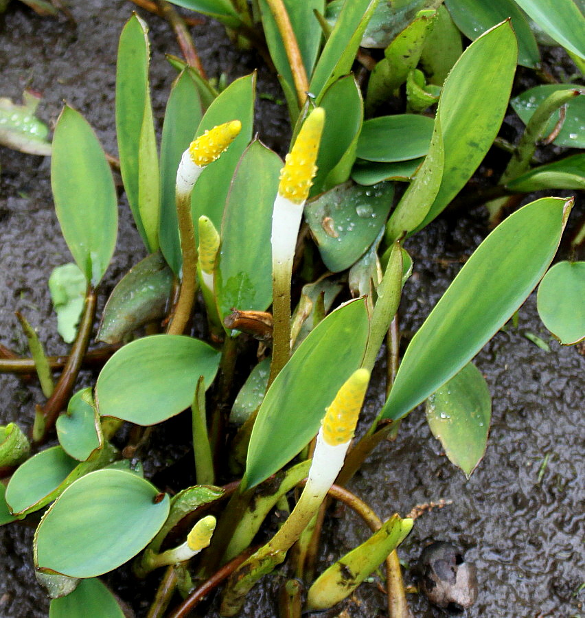 Image of Orontium aquaticum specimen.