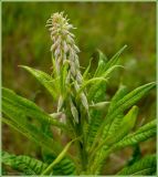 Chamaenerion angustifolium