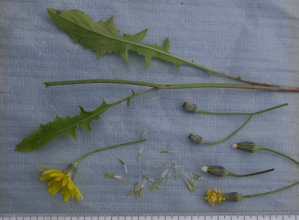 Image of Crepis sonchifolia specimen.