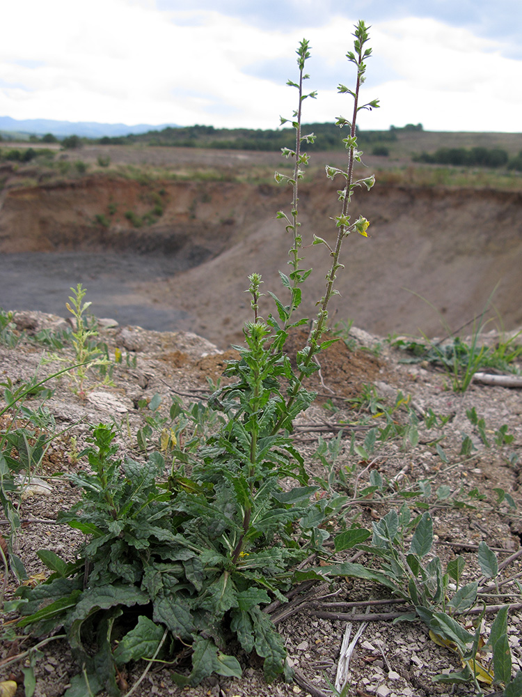 Image of Verbascum blattaria specimen.