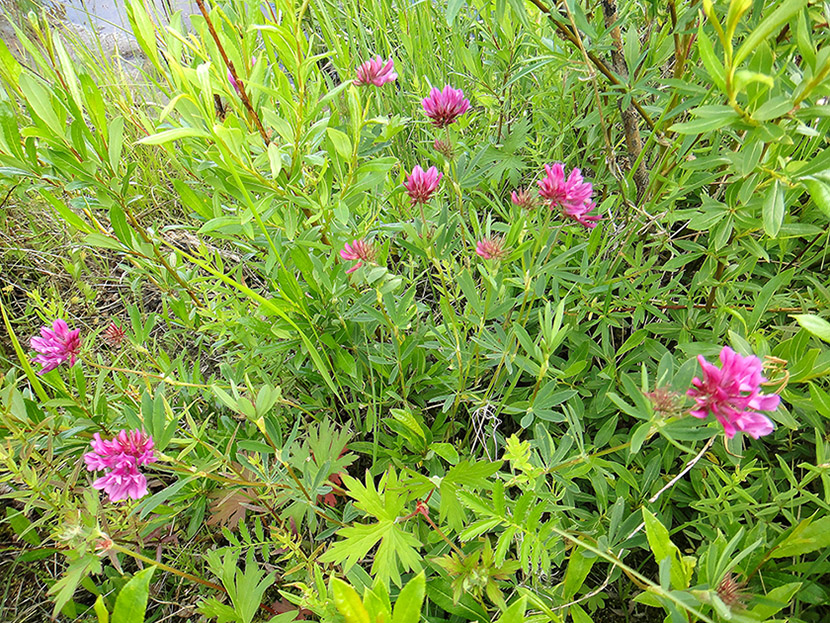 Изображение особи Trifolium lupinaster.