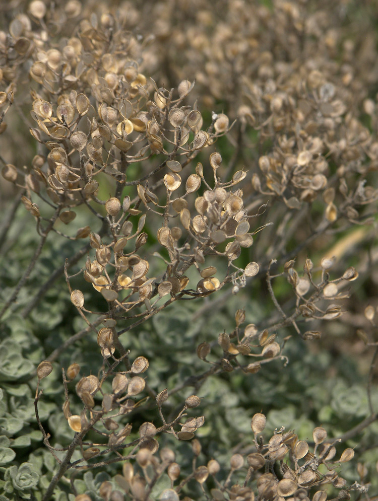 Image of Odontarrhena obtusifolia specimen.