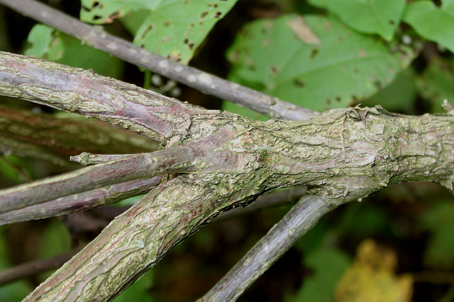 Image of Cephalanthus occidentalis specimen.