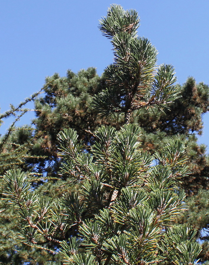 Image of Pinus thunbergii specimen.