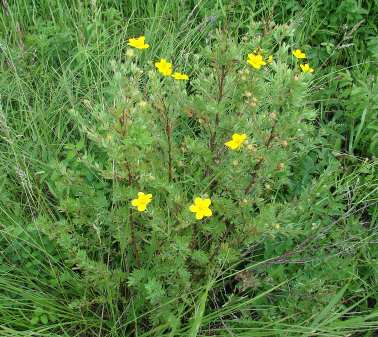 Изображение особи Dasiphora fruticosa.