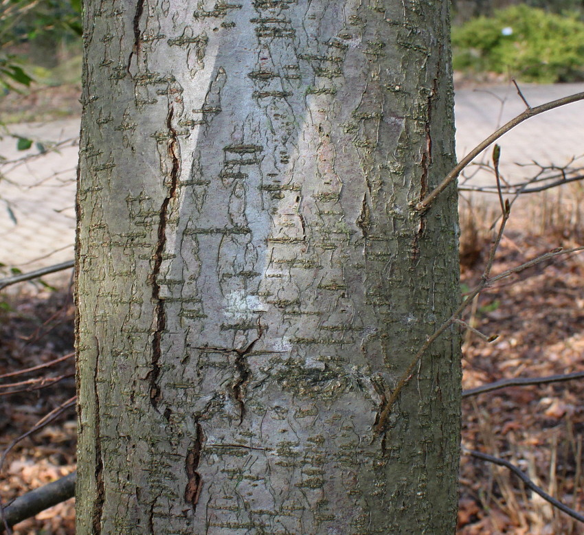 Image of Nothofagus &times; alpina specimen.