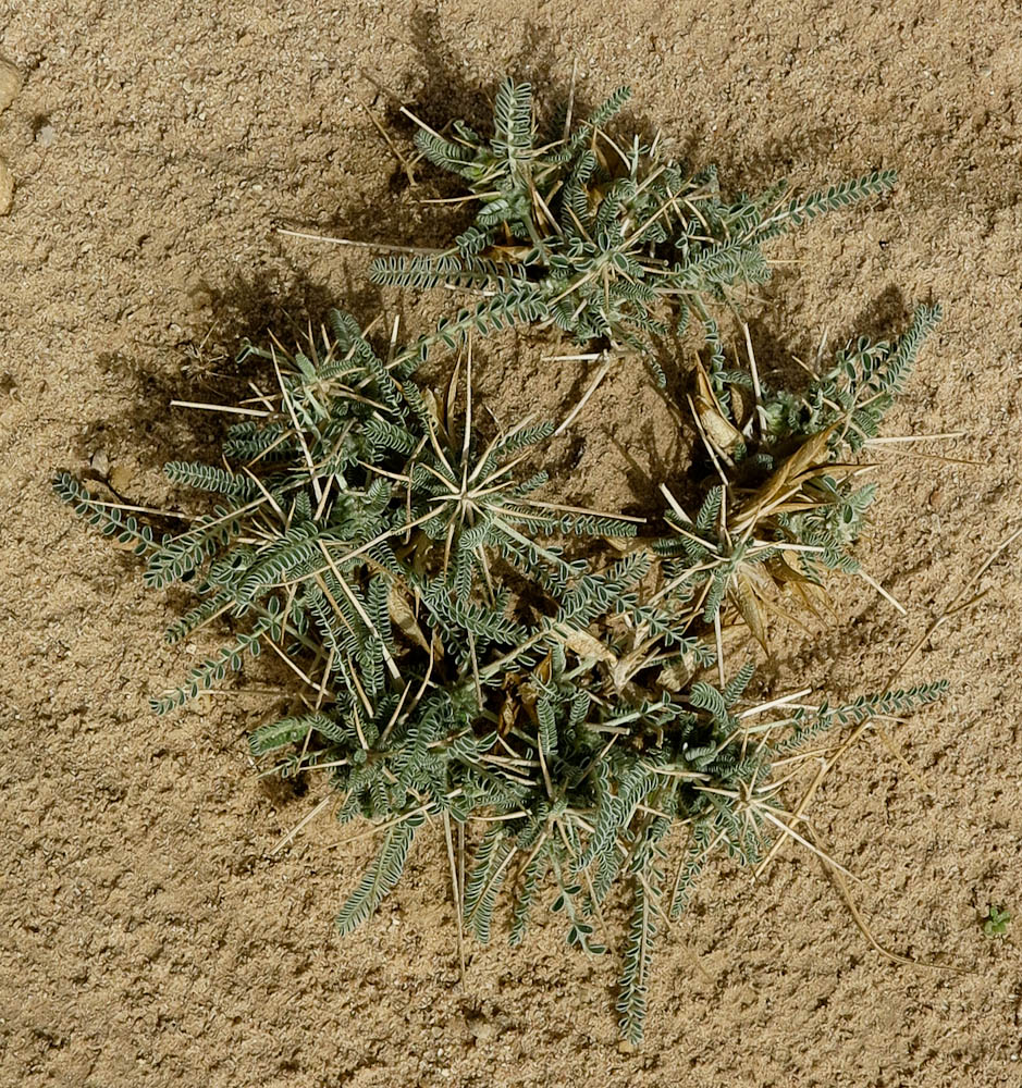 Изображение особи Astragalus sieberi.