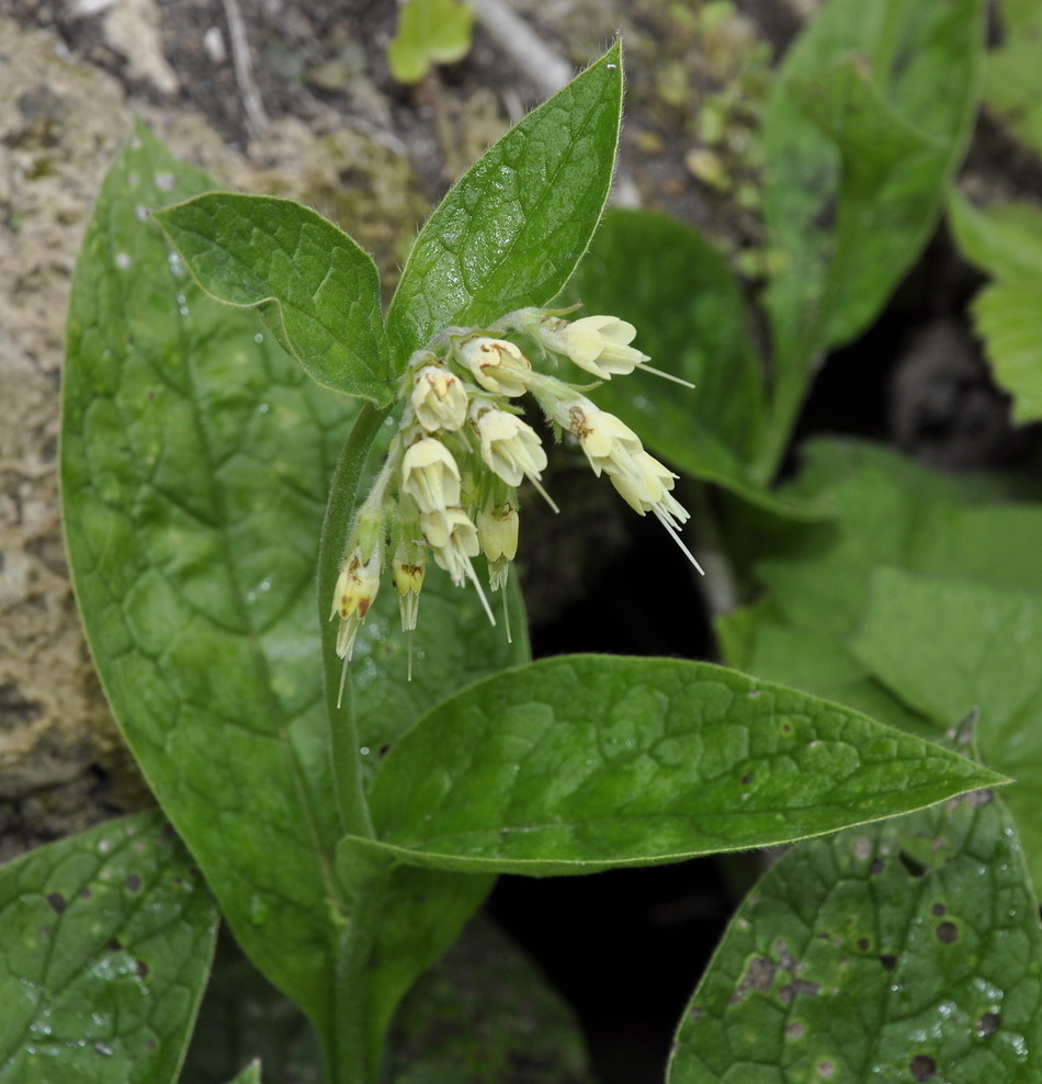 Image of Symphytum bulbosum specimen.