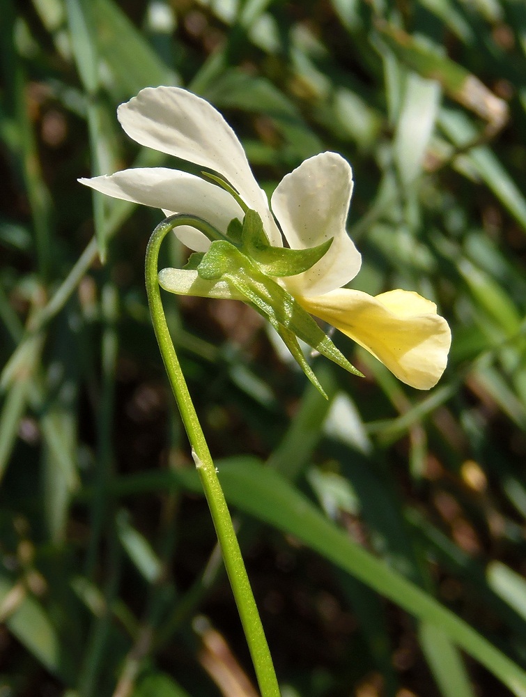 Image of Viola &times; contempta specimen.