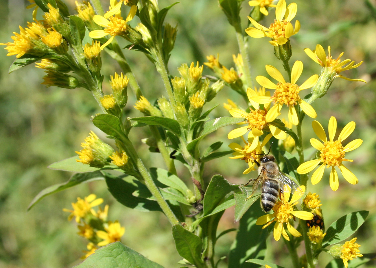 Image of Solidago virgaurea specimen.