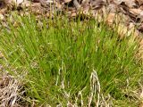 genus Carex. Цветущее растение. Приморский край, Уссурийский р-н, с. Горнотаёжное. 05.05.2013.