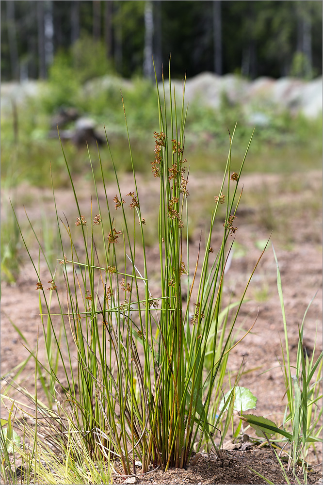 Image of Juncus effusus specimen.