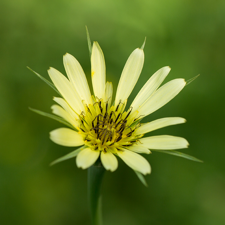 Image of Tragopogon dubius specimen.