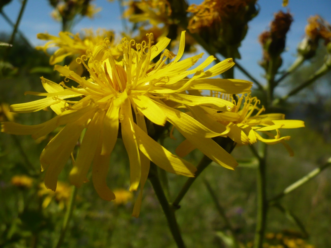 Image of Crepis sibirica specimen.