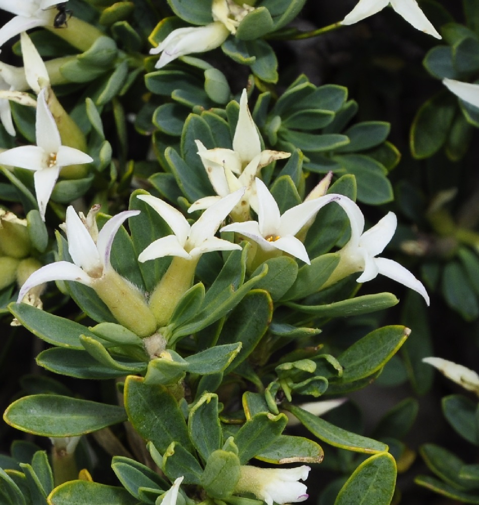 Image of Daphne oleoides specimen.