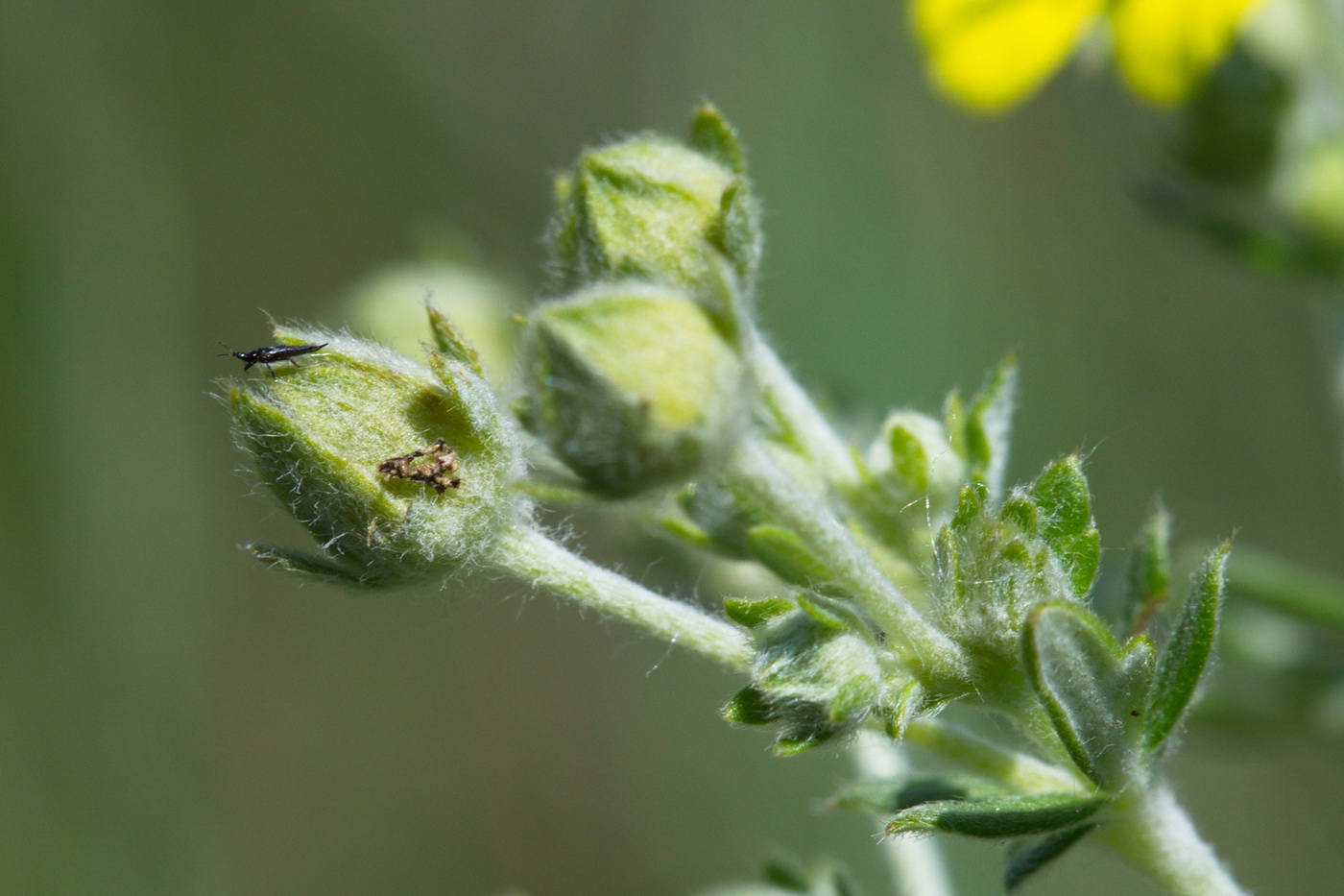 Image of Potentilla argentea specimen.