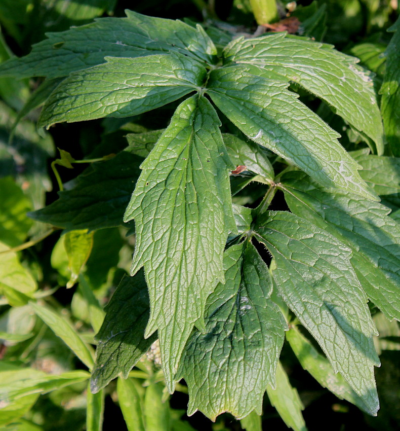 Image of genus Valeriana specimen.