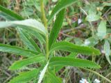 Senecio paludosus