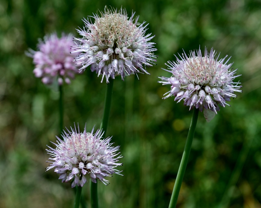 Image of Allium carolinianum specimen.